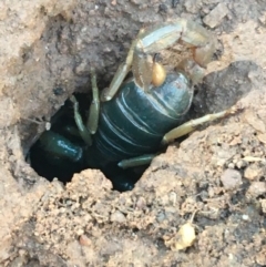 Urodacus manicatus (Black Rock Scorpion) at Aranda Bushland - 10 Aug 2021 by Ned_Johnston