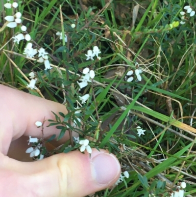 Cryptandra amara (Bitter Cryptandra) at Holt, ACT - 10 Aug 2021 by Ned_Johnston