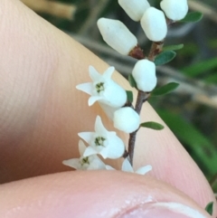 Cryptandra amara at Holt, ACT - 10 Aug 2021