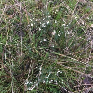 Cryptandra amara at Holt, ACT - 10 Aug 2021