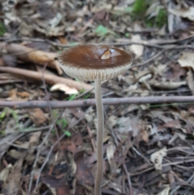 Oudemansiella gigaspora group (Rooting Shank) at Paddys River, ACT - 2 Apr 2021 by Detritivore