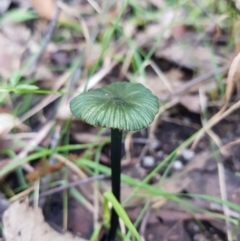 Entoloma sp. (Entoloma) at Paddys River, ACT - 1 Apr 2021 by Detritivore