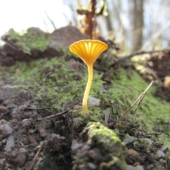 Lichenomphalia chromacea (Yellow Navel) at Paddys River, ACT - 21 Apr 2014 by Detritivore