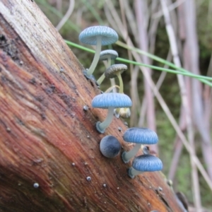 Mycena interrupta at Paddys River, ACT - 21 Apr 2014