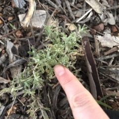 Vittadinia gracilis at Belconnen, ACT - 10 Aug 2021