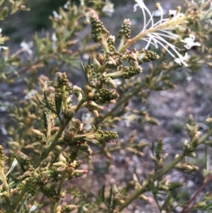 Grevillea curviloba at Belconnen, ACT - 10 Aug 2021