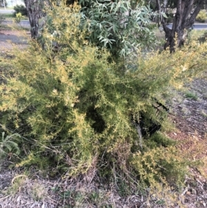 Grevillea curviloba at Belconnen, ACT - 10 Aug 2021