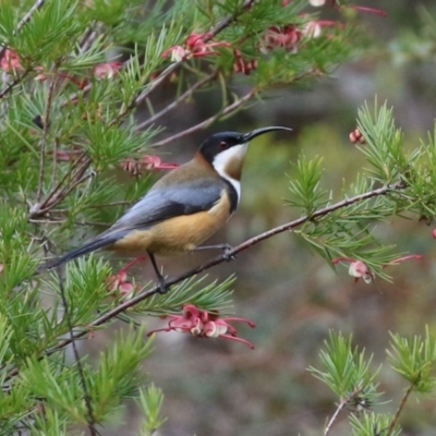 Acanthorhynchus tenuirostris (Eastern Spinebill) at Tuggeranong DC, ACT - 9 Aug 2021 by RodDeb