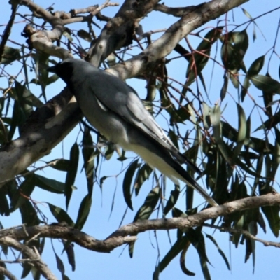 Coracina novaehollandiae (Black-faced Cuckooshrike) at Springdale Heights, NSW - 10 Aug 2021 by PaulF