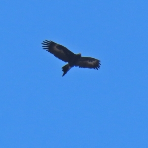 Aquila audax at Tuggeranong DC, ACT - 9 Aug 2021 12:37 PM