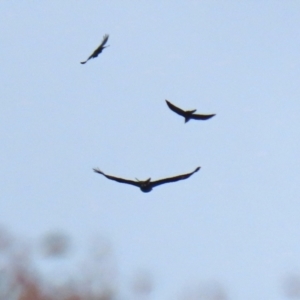 Aquila audax at Tuggeranong DC, ACT - 9 Aug 2021 12:37 PM