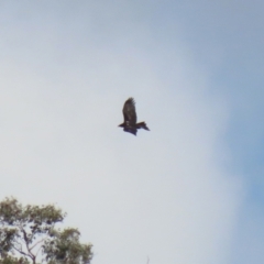 Aquila audax at Tuggeranong DC, ACT - 9 Aug 2021