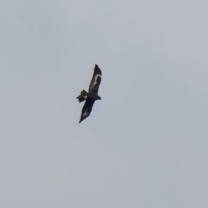 Aquila audax at Tuggeranong DC, ACT - 9 Aug 2021 12:37 PM