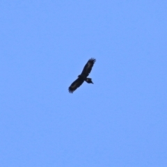 Aquila audax at Tuggeranong DC, ACT - 9 Aug 2021 12:37 PM