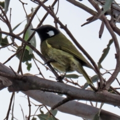 Nesoptilotis leucotis at Tuggeranong DC, ACT - 9 Aug 2021 01:28 PM