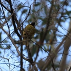 Nesoptilotis leucotis at Tuggeranong DC, ACT - 9 Aug 2021 01:28 PM