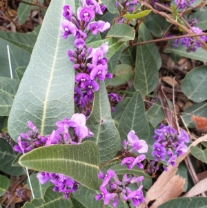 Hardenbergia violacea at Mullion, NSW - 8 Aug 2021