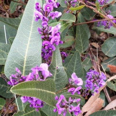 Hardenbergia violacea (False Sarsaparilla) at Mullion, NSW - 8 Aug 2021 by drakes