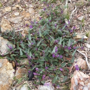 Hardenbergia violacea at Mullion, NSW - 8 Aug 2021