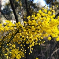 Acacia boormanii (Snowy River Wattle) at Holt, ACT - 9 Aug 2021 by drakes
