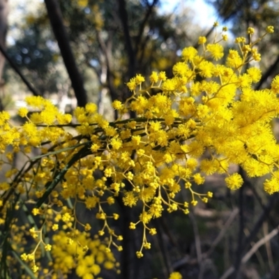 Acacia boormanii (Snowy River Wattle) at Holt, ACT - 9 Aug 2021 by drakes
