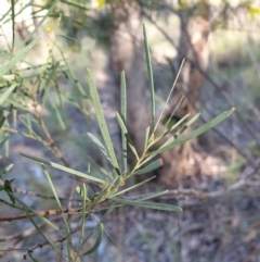 Acacia boormanii at Holt, ACT - 9 Aug 2021