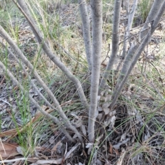 Acacia boormanii at Holt, ACT - 9 Aug 2021