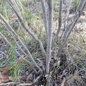 Acacia boormanii at Holt, ACT - 9 Aug 2021