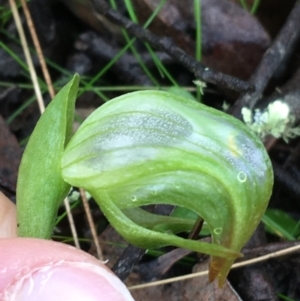 Pterostylis nutans at Acton, ACT - suppressed