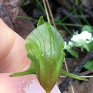 Pterostylis nutans at Acton, ACT - 3 Aug 2021