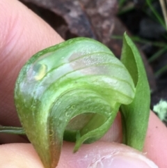 Pterostylis nutans at Acton, ACT - suppressed