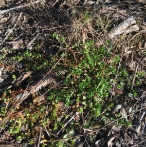 Lysimachia arvensis at O'Connor, ACT - 7 Aug 2021