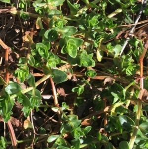 Lysimachia arvensis at O'Connor, ACT - 7 Aug 2021