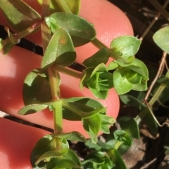 Lysimachia arvensis at O'Connor, ACT - 7 Aug 2021