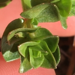 Lysimachia arvensis at O'Connor, ACT - 7 Aug 2021 02:16 PM