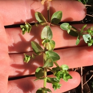 Lysimachia arvensis at O'Connor, ACT - 7 Aug 2021