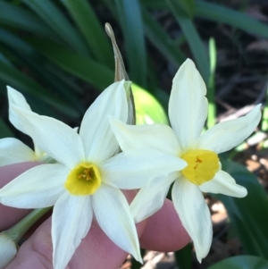 Narcissus tazetta at O'Connor, ACT - 7 Aug 2021