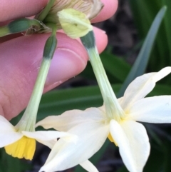 Narcissus tazetta at O'Connor, ACT - 7 Aug 2021 02:15 PM