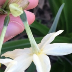 Narcissus tazetta at O'Connor, ACT - 7 Aug 2021 02:15 PM