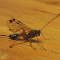 Echthromorpha intricatoria (Cream-spotted Ichneumon) at Pollinator-friendly garden Conder - 12 May 2021 by michaelb