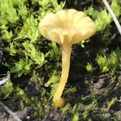 Lichenomphalia chromacea (Yellow Navel) at Holt, ACT - 11 Aug 2021 by MattFox