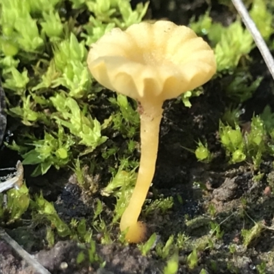 Lichenomphalia chromacea (Yellow Navel) at Holt, ACT - 11 Aug 2021 by MattFox