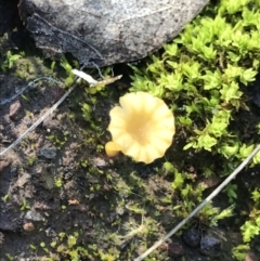 Lichenomphalia chromacea at Holt, ACT - 11 Aug 2021 09:00 AM