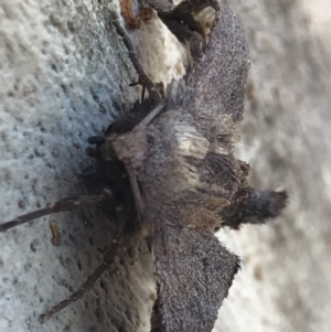 Amphiclasta lygaea at Holt, ACT - 11 Aug 2021