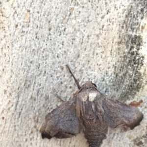 Amphiclasta lygaea at Holt, ACT - 11 Aug 2021