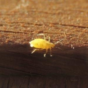 Aphididae (family) at Conder, ACT - 27 May 2021