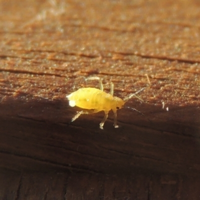 Aphididae (family) (Unidentified aphid) at Conder, ACT - 27 May 2021 by MichaelBedingfield