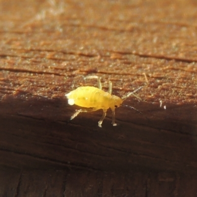 Aphididae (family) (Unidentified aphid) at Conder, ACT - 27 May 2021 by michaelb