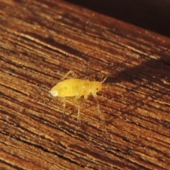 Aphididae (family) at Conder, ACT - 27 May 2021