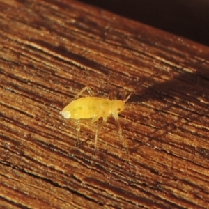 Aphididae (family) at Conder, ACT - 27 May 2021